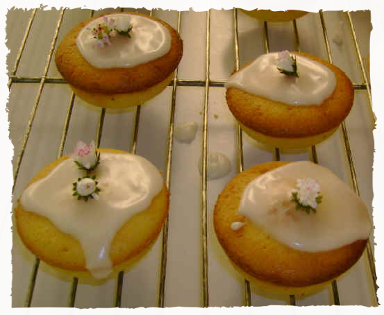 Gänseblümchen-Muffins