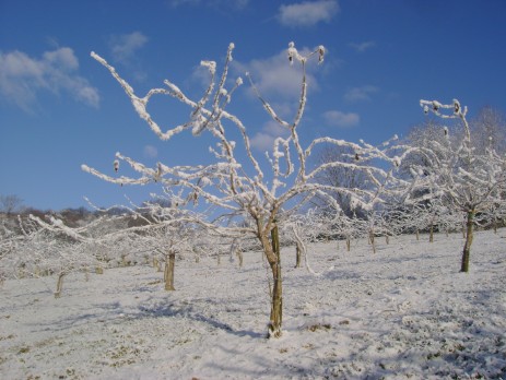 schwarzer Holunder im Winter