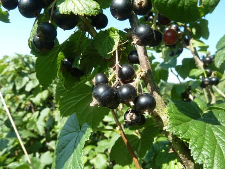 reife schwarze Johannisbeere zur Ernte