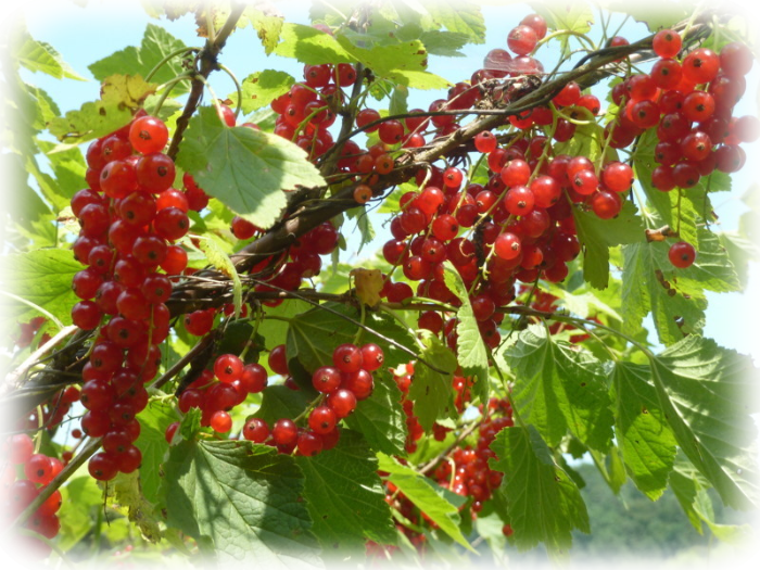 Rote Johannisbeere (ribes rubrum)