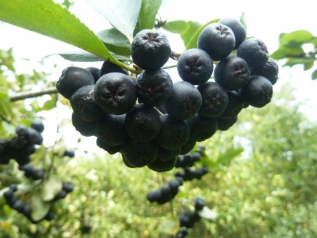 reife schwarze Apfelbeere Aronia zur Ernte