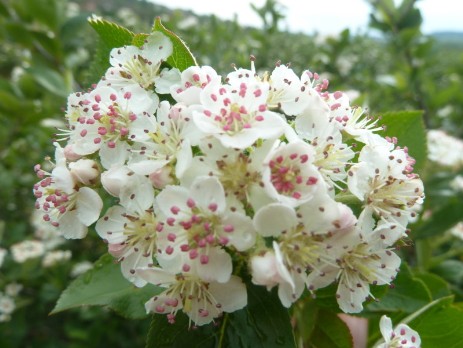 schwarze Apfelbeere Aronia zur Blüte