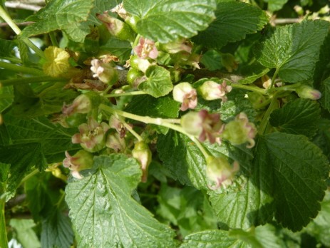 schwarze Johannisbeere in der Blüte