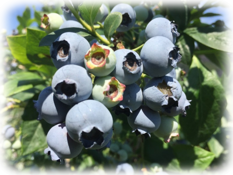 Heidelbeere vaccinium myrtillus