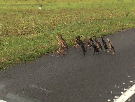 Klappinger Dorfausflug - Enten - Vollbremsung