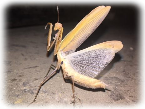 Mantis Religiosa Gottesanbeterin
