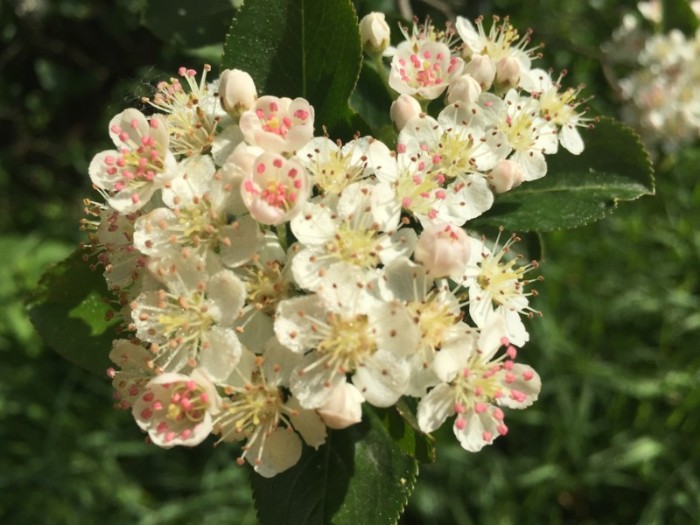 Aroniabeere in der Blüte (melanocarpa)