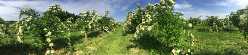 20180519-August-Wohlkinger-Sambucus-Nigra-flowering-elderberry-elder-bluehender-Holunder-Bluete-IMG-9356-pan -800x600