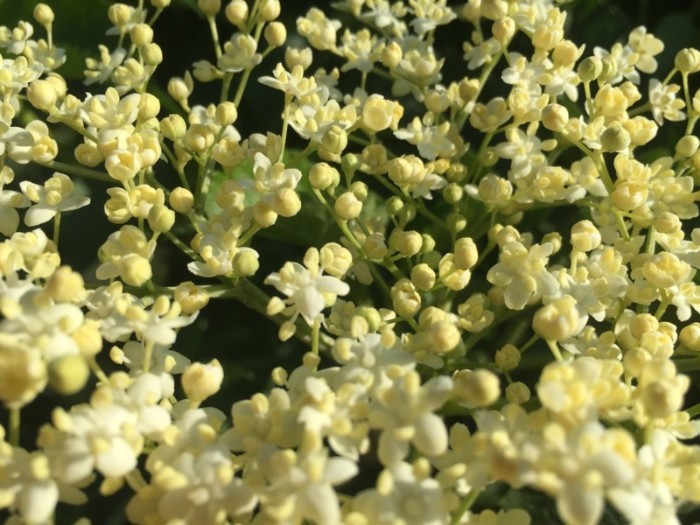 Holunder in der Blüte (sambucus nigra)