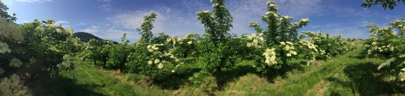 20180519-August-Wohlkinger-Sambucus-Nigra-flowering-elderberry-elder-bluehender-Holunder-Bluete-IMG-9383-pan -800x600