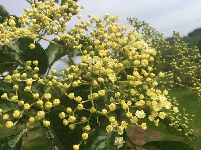 Sambucus-Nigra-flowering-elderberry-elder-bluehender-Holunder-Bluete