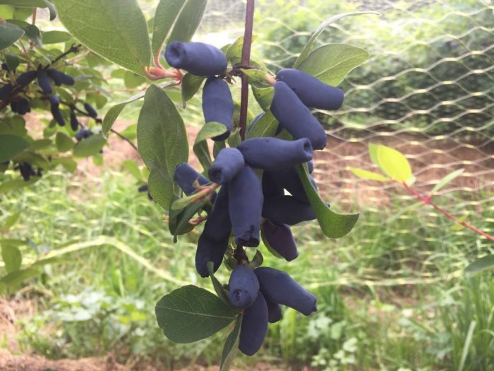 Haskap-Maibeere-Kamtschatka-Beere-Sibirische-Blaubeere-Honigbeere