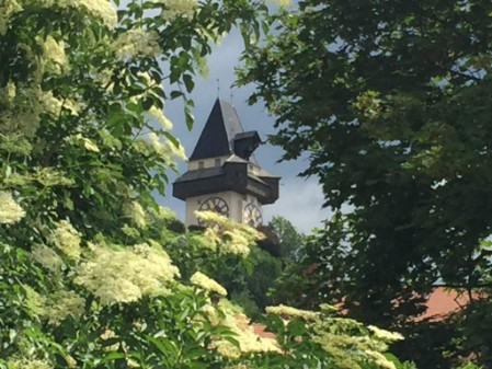 Blühender Holunder und der Grazer Uhrturm