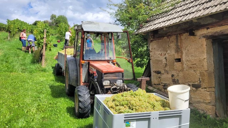 Rivaner - Weinlese