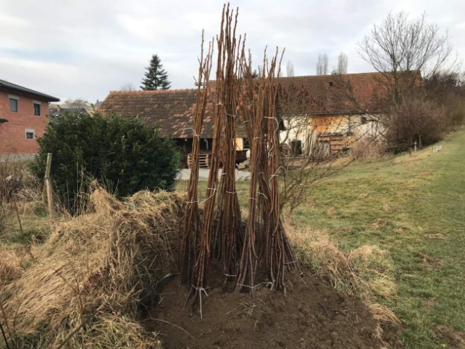 Walnussbäume Milotai 10