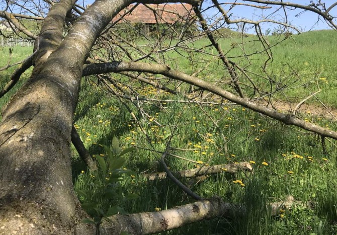 BrenderHiasl umgebrochener Baum