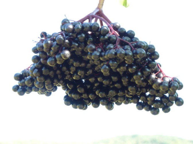 reifer schwarzer Holunder sambucus nigra