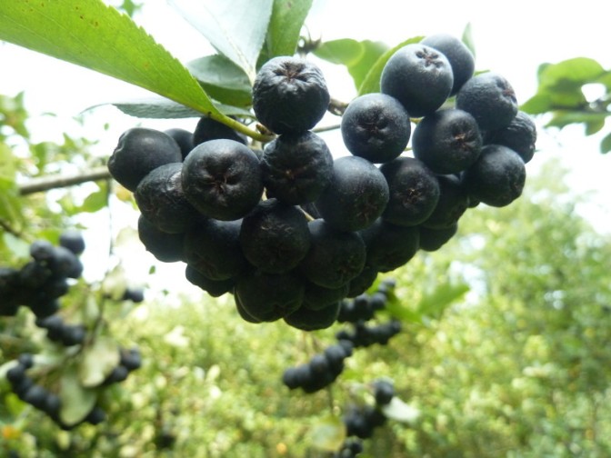 Aroniabeere (melanocarpa) zur Ernte