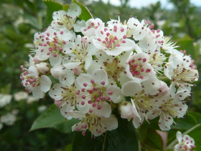 Aronia Aroniabeere in der Blüte