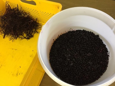 Schwarzer Holunder - Beeren von der Dolde getrennt Schwarzer Holunder - Beeren von der Dolde getrennt
