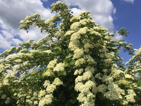 Holunder in der Blüte