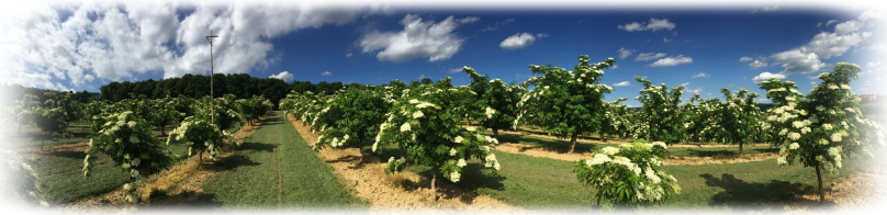 2017 Holunder Blüte flowering elder