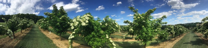 Blühender Holunder Blüte Panorama