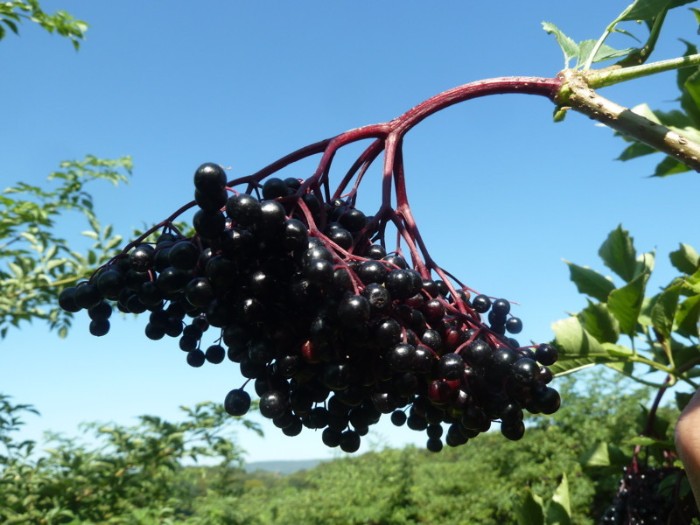 reifer schwarzer Holunder (sambucus nigra)